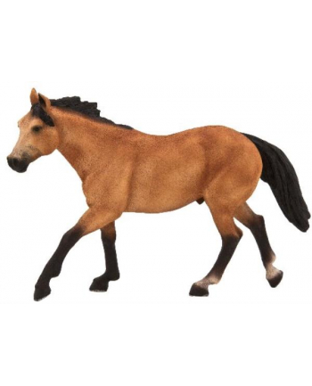 ANIMAL P. Koń rasy Quarter