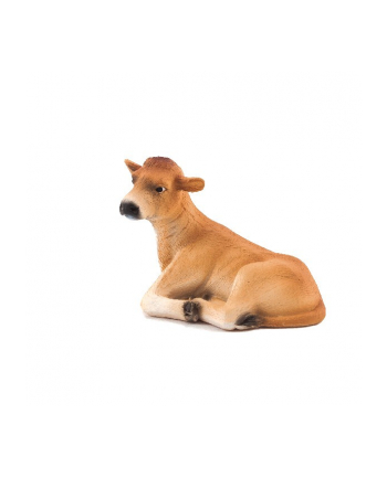 ANIMAL P. Cielę rasy Jersey leżące