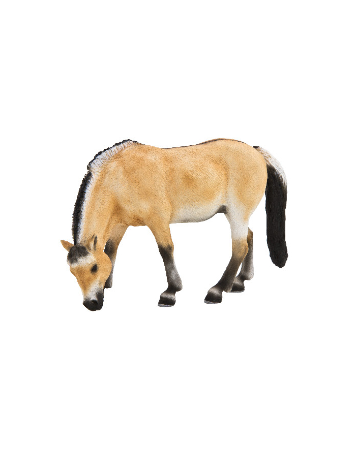 ANIMAL P. Klacz fiordzka główny