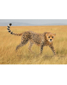 SCHLEICH Samica geparda - nr 10