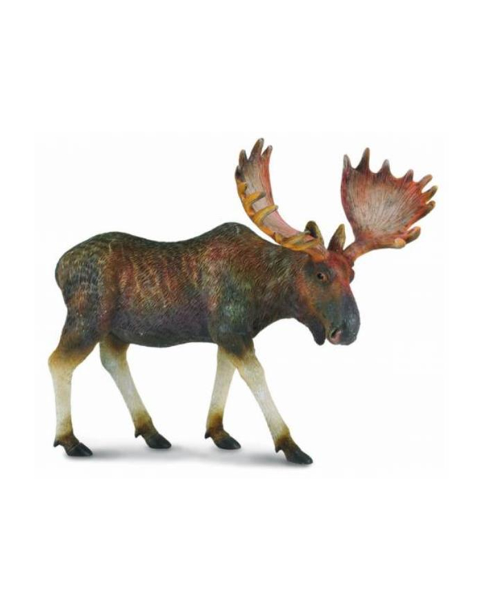 Łoś .  COLLECTA główny