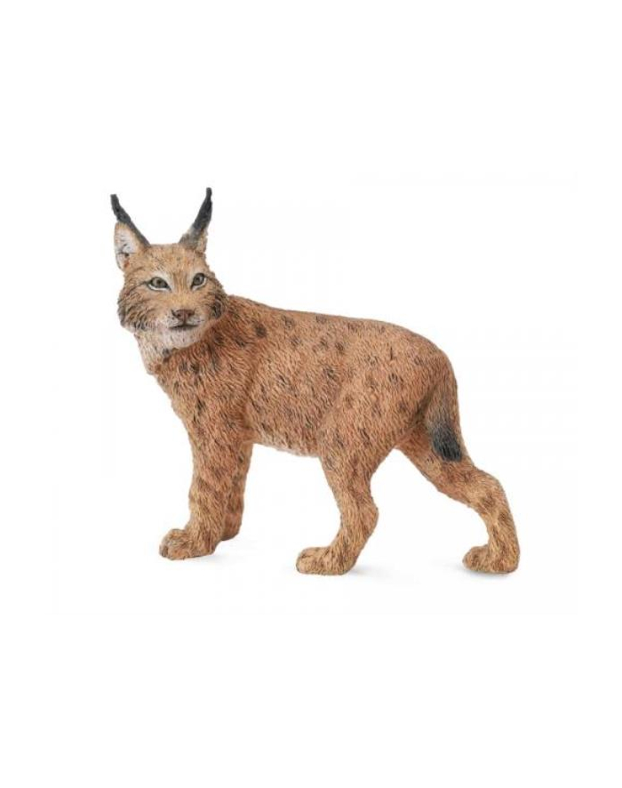 Ryś 88565 COLLECTA główny