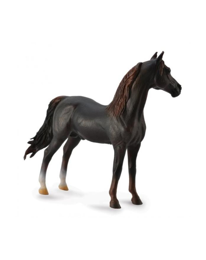 Koń Morgan stallion chestnut 88647 COLLECTA główny