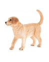Szczenię rasy Golden Retriver 7205 ANIMAL PLANET - nr 1