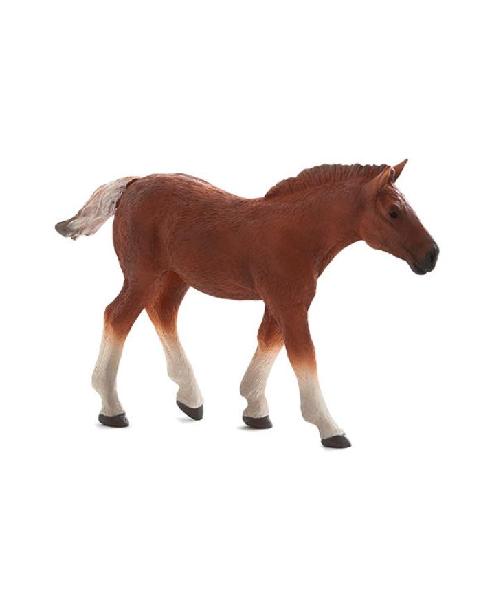 Źrebię rasy Suffolk Punch 7196 ANIMAL PLANET główny