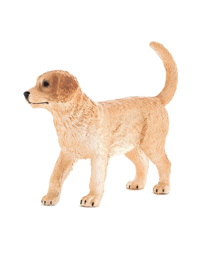 Szczenię rasy Golden Retriver 7205 ANIMAL PLANET główny