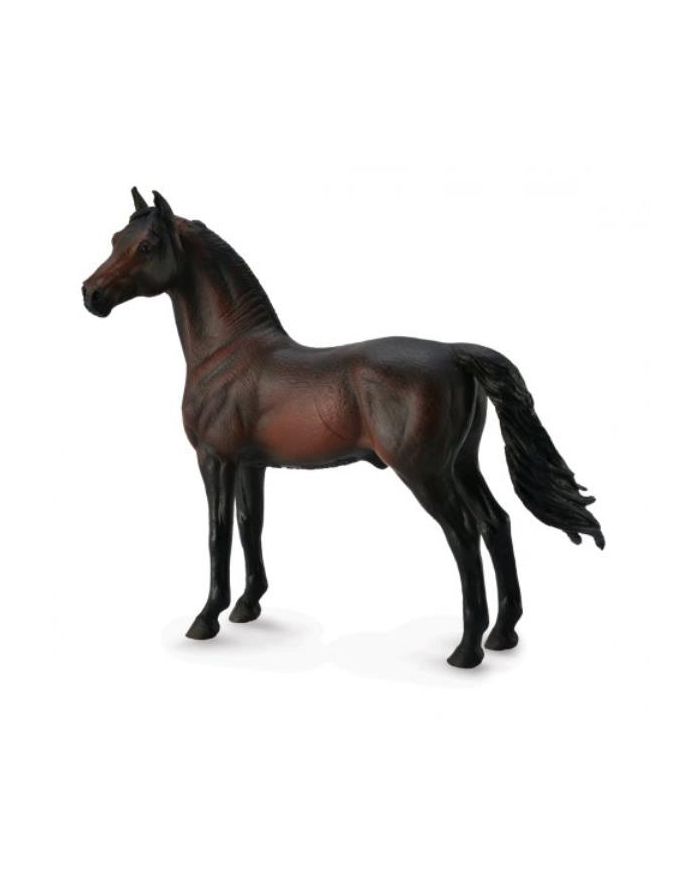 Koń Morgan stallion bay 88646 COLLECTA główny