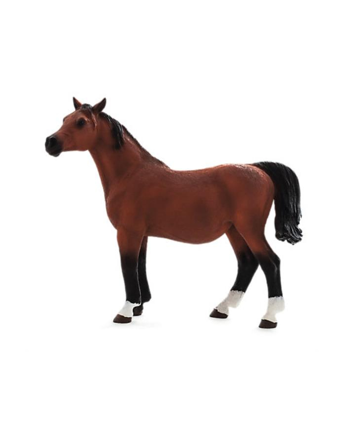 Klacz rasy arabskiej w ciąży 7194 ANIMAL PLANET główny