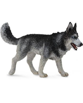 Pies rasy Siberian Husky 88707 COLLECTA nr 1