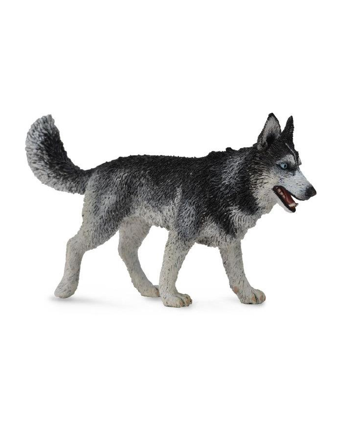 Pies rasy Siberian Husky 88707 COLLECTA główny
