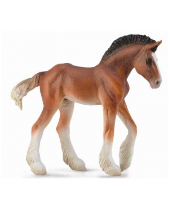 Żrebię Clydesdale bay. COLLECTA