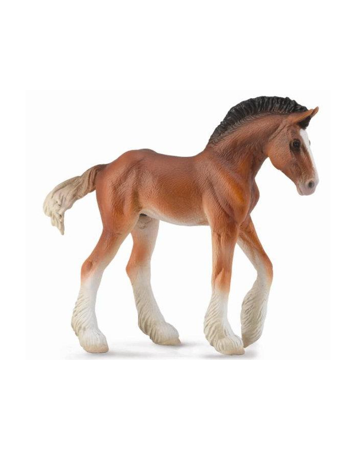 Żrebię Clydesdale bay. COLLECTA główny