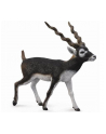 Antylopa Blackbuck 88638 COLLECTA - nr 1