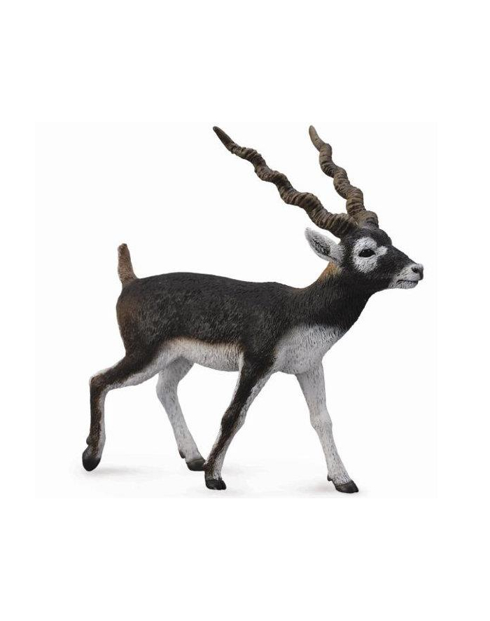Antylopa Blackbuck 88638 COLLECTA główny