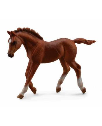 Źrebię Thoroughbred foal walking 88670 COLLECTA