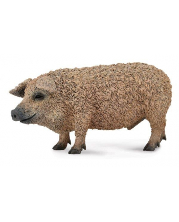 Świnia mangalica. COLLECTA