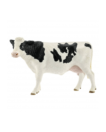 SLH 13797 Krowa rasy Holstein