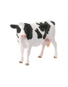 SLH 13797 Krowa rasy Holstein - nr 6