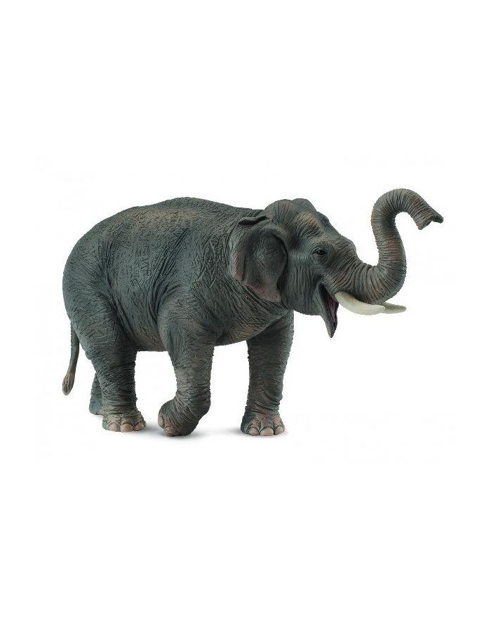 Słoń azjatycki 88486 COLLECTA główny