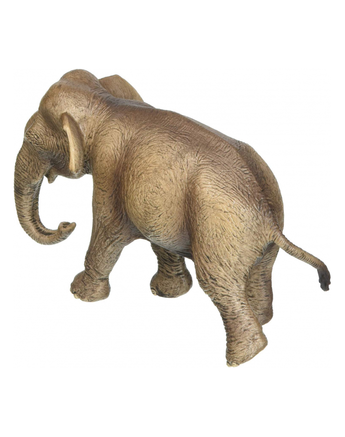 SLH 14753 Azjatycka Słonica główny