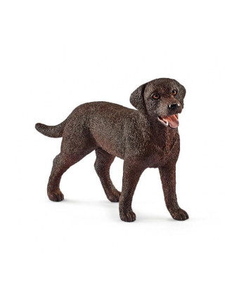 SLH 13834 Labrador Retrieve suczka