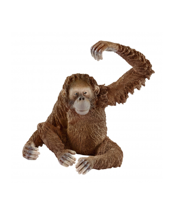 SLH 14775 Orangutan samica nr 1