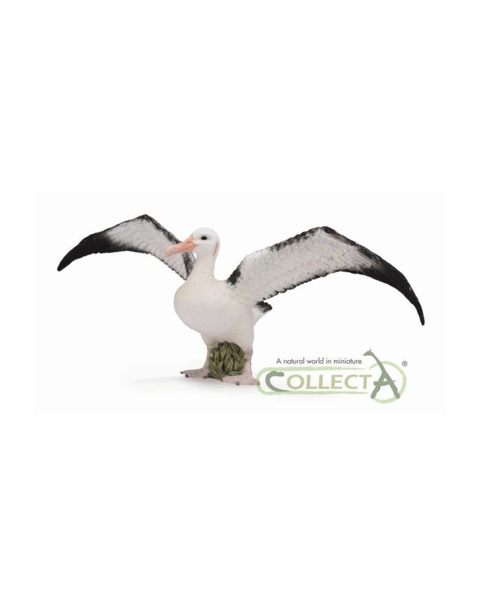 Albatros wędrowny 88765 COLLECTA główny