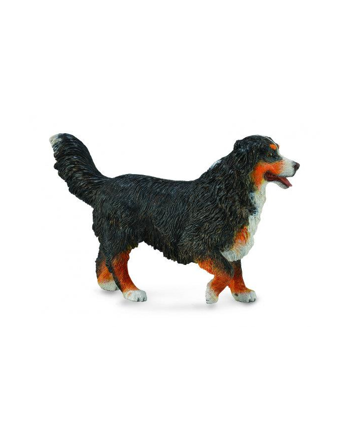 Berneński pies pasterski (L) 88801 główny