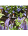 Gardena Micro-Drip-System nawadnianie doniczek (1407) - nr 6