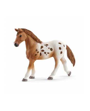 schleich SLH 42433 Zestaw treningowy koń Appaloosa