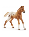 schleich SLH 42433 Zestaw treningowy koń Appaloosa - nr 20