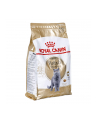 Karma Royal Canin FBN British Shorthair (4 kg ) - nr 1