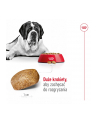 Karma Royal Canin SHN Giant Adult (15 kg ) - nr 11