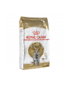 Karma Royal Canin FBN British Shorth (10 kg ) - nr 2