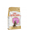 Karma Royal Canin FBN Kitten Maine Coon (4 kg ) - nr 2