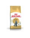 Karma Royal Canin FBN British Shorth (10 kg ) - nr 1