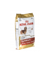 Karma Royal Canin SHN Breed Dachshund (7,50 kg ) - nr 1