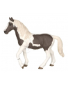 Schleich Pinto Klacz SLH 13830 - nr 1