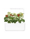 click and grow Click&Grow Inteligentna doniczka Smart Garden 3 White - nr 27