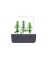 click and grow Click&Grow Inteligentna doniczka Smart Garden 3 Dark Grey - nr 8