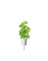 click and grow Click&Grow Kapsułki z nasionami Smart Soil Bazylia 3pak - nr 13