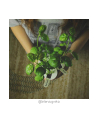 click and grow Click&Grow Kapsułki z nasionami Smart Soil Bazylia 3pak - nr 3