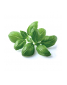 click and grow Click&Grow Kapsułki z nasionami Smart Soil Bazylia 3pak - nr 4