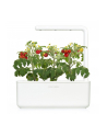 click and grow Click&Grow Kapsułki z nasionami Smart Soil Pomidorki koktajlowe 3pak - nr 11