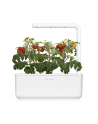 click and grow Click&Grow Kapsułki z nasionami Smart Soil Pomidorki koktajlowe 3pak - nr 3