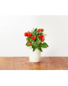 click and grow Click&Grow Kapsułki z nasionami Smart Soil Pomidorki koktajlowe 3pak - nr 4