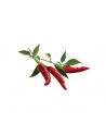 click and grow Click&Grow Kapsułki z nasionami Smart Soil Papryczka Chili 3pak - nr 5