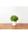 click and grow Click&Grow Kapsułki z nasionami Smart Soil Pietruszka 3pak - nr 4