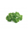 click and grow Click&Grow Kapsułki z nasionami Smart Soil Pietruszka 3pak - nr 5