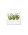 click and grow Click&Grow Kapsułki z nasionami Smart Soil Tymianek 3pak - nr 9